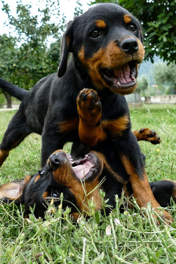 Rottweiler Puppies Playing