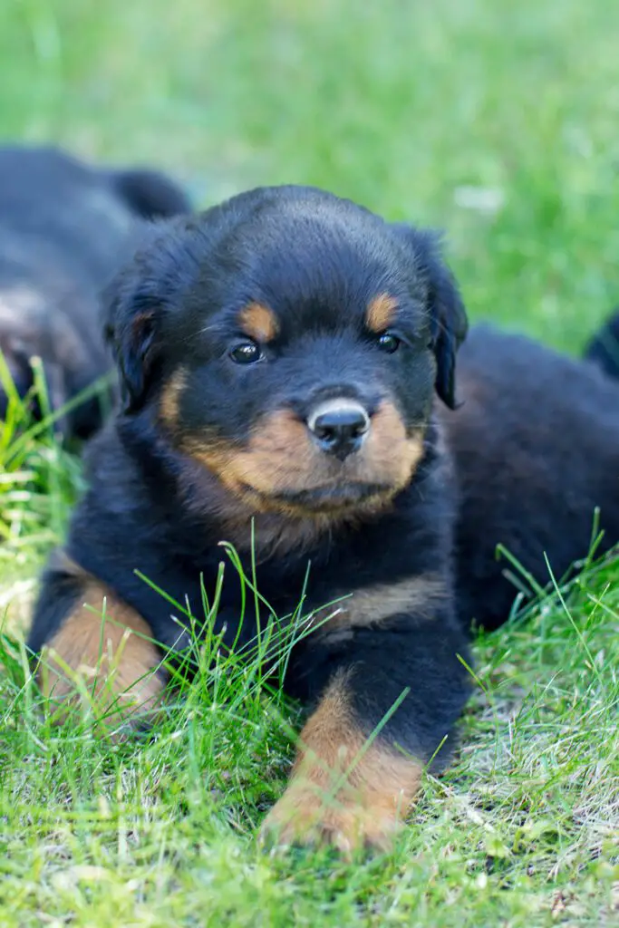 Rottweiler Puppy