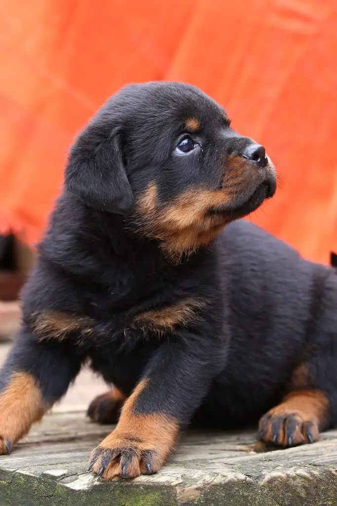 Rottweiler Puppy 8 Weeks