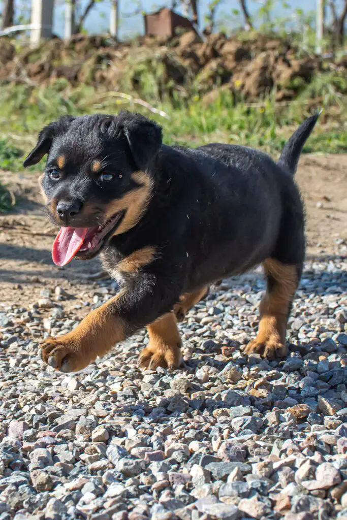 Rottweiler Puppy Funny