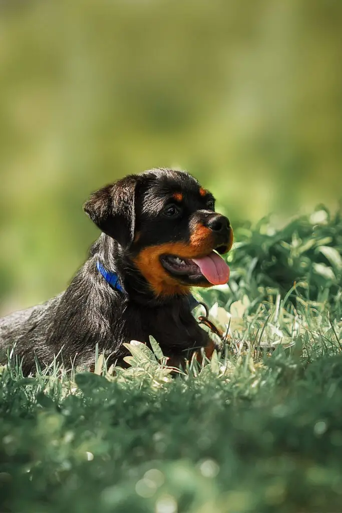 Rottweiler Puppy Outdoors