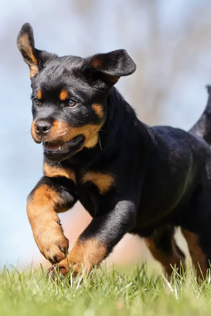 Rottweiler Puppy Running