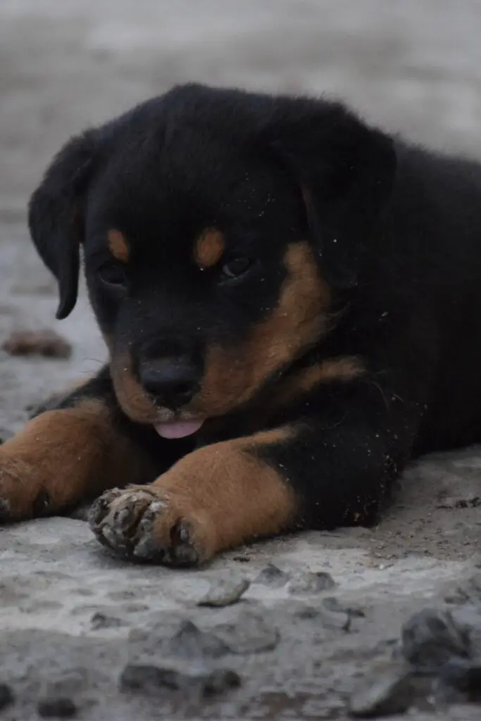 Rottweiler Puppy at the Beach