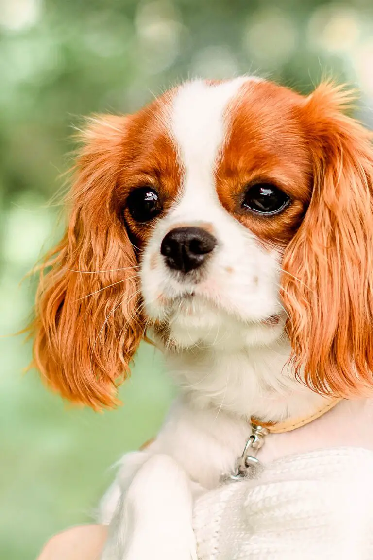 Cavalier King Charles Spaniel Puppies (19 cute pups) - Talk to Dogs