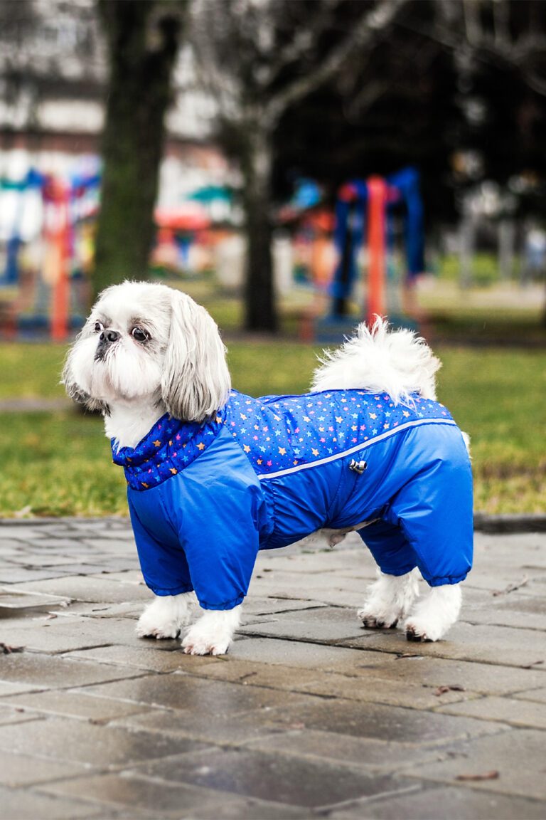 Cute Shih Tzu Dogs (25 Sensational Shih Tzus) Talk to Dogs