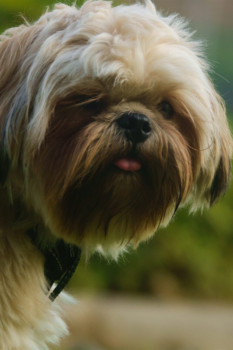 Cute Shih Tzu Dogs (25 Sensational Shih Tzus) Talk to Dogs