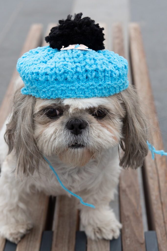 Cute Shih Tzu Dogs (25 Sensational Shih Tzus) Talk to Dogs