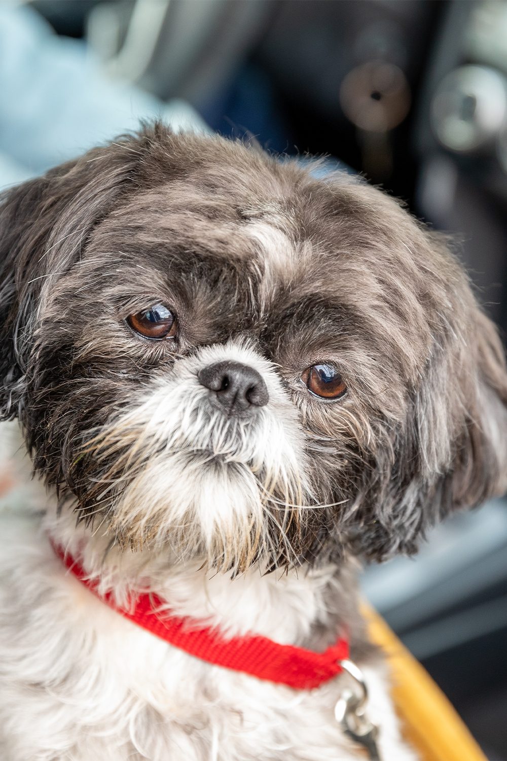 Cute Shih Tzu Dogs (25 Sensational Shih Tzus) - Talk to Dogs