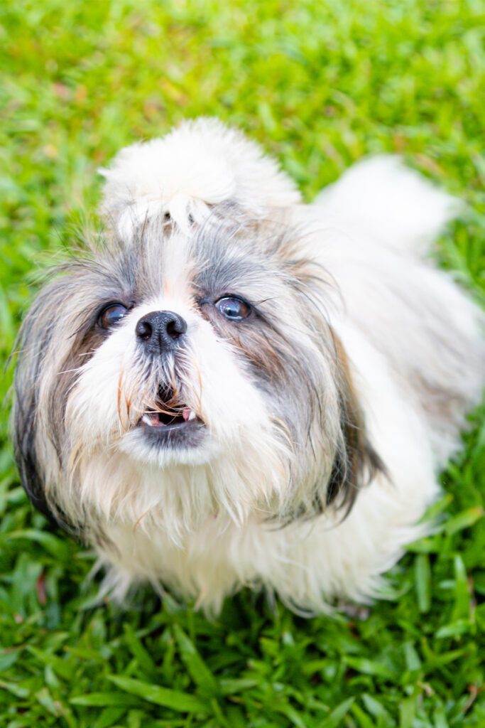 Cute Shih Tzu Dogs (25 Sensational Shih Tzus) Talk to Dogs