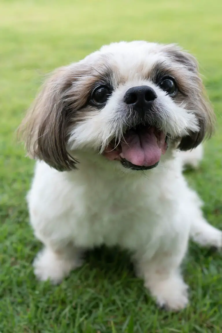 Cute Shih Tzu Dogs (25 Sensational Shih Tzus) - Talk to Dogs