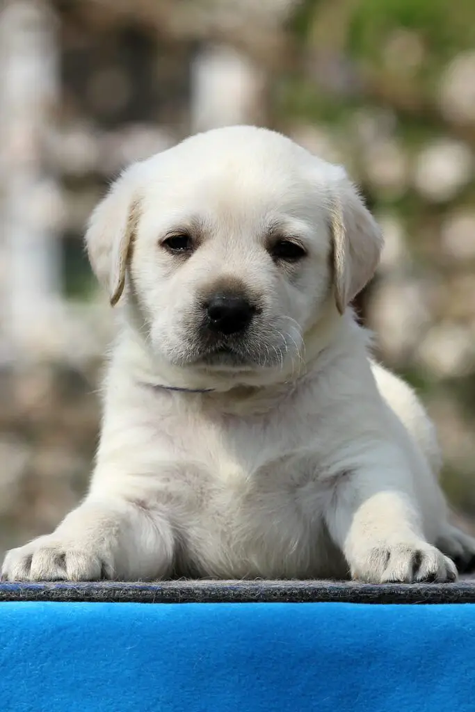 Silver Labrador Puppies