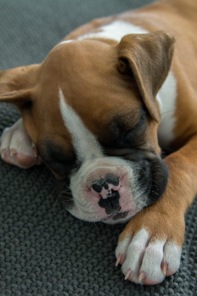 Sleeping Boxer Puppy
