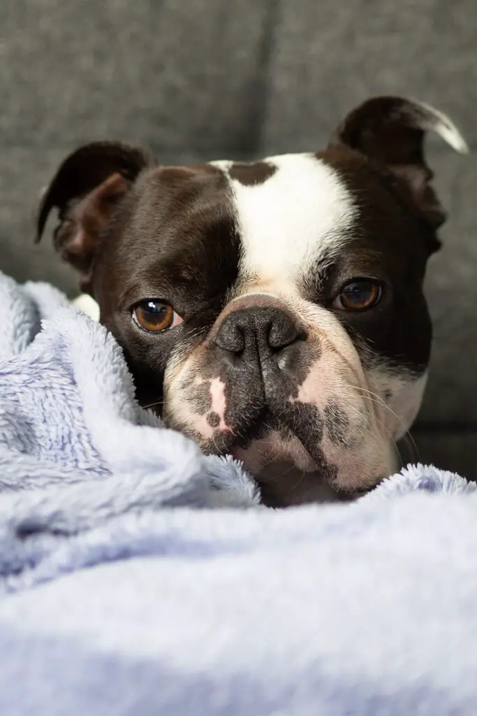 Sleepy Boston Terrier Puppy