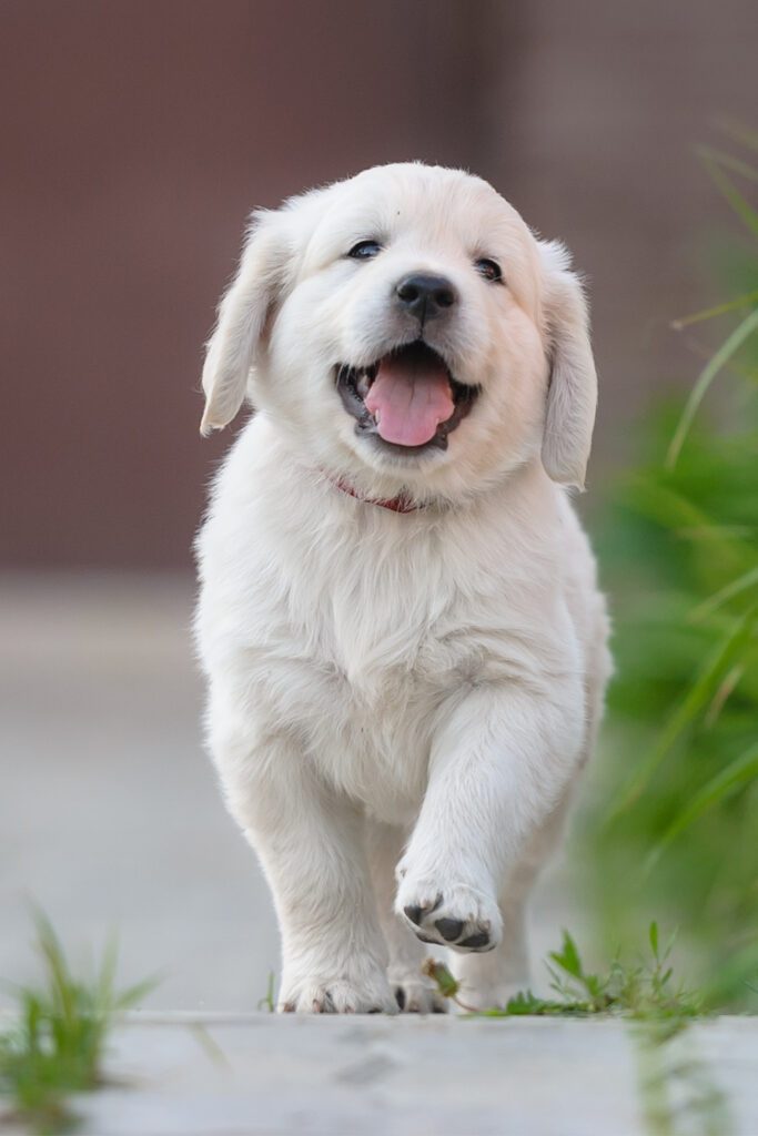 Smiling Golden Retriever Puppy