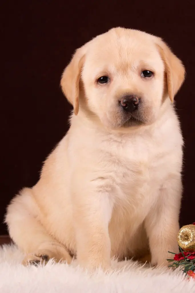 Sweet Lab Puppy