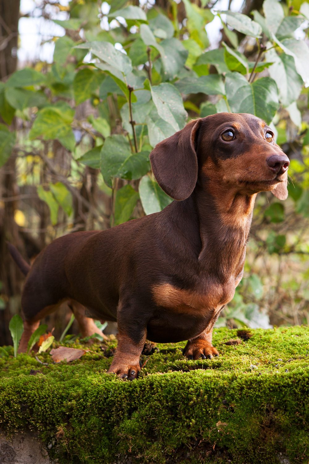 Dachshund Puppies (25 Cute Doxies) - Talk to Dogs