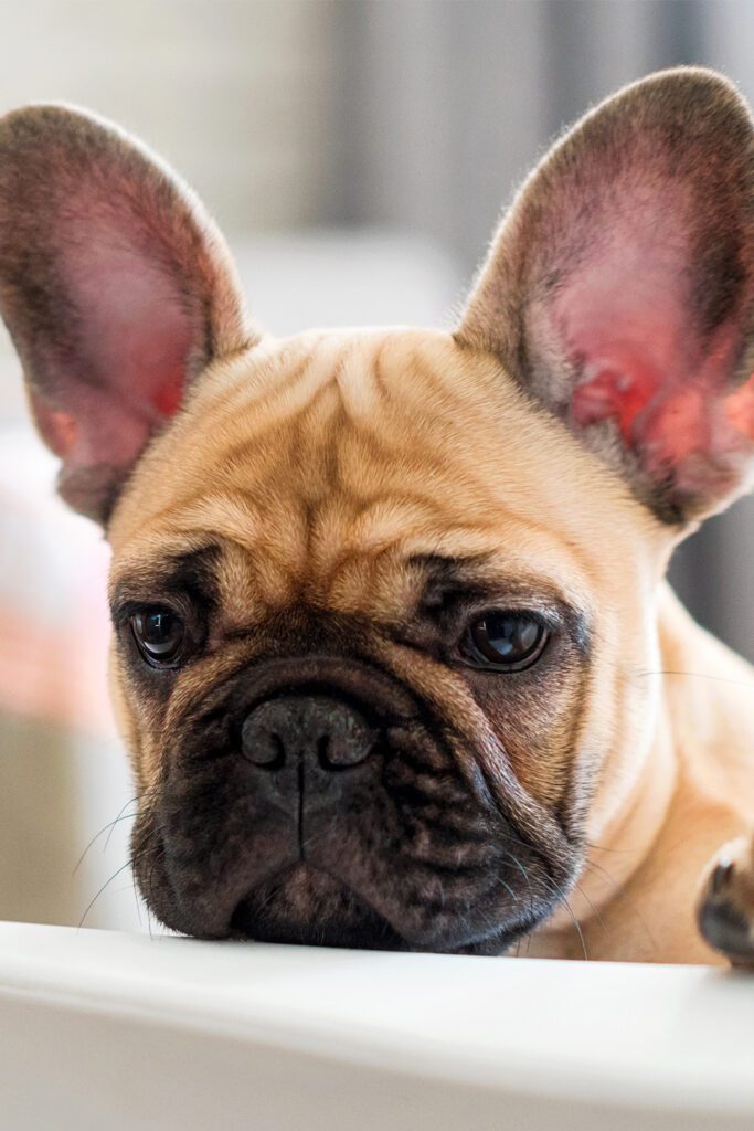 Tan French Bulldog Puppy