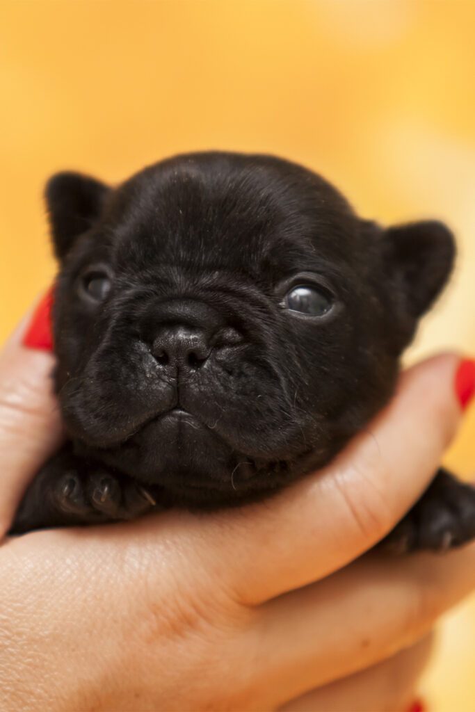 Tiny French Bulldog Puppy