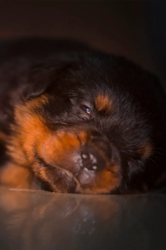 Tired Rottweiler Puppy