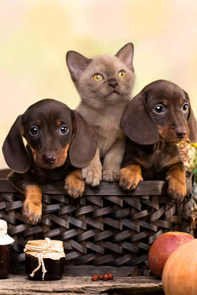 Two Dachshund Puppies With Kitten