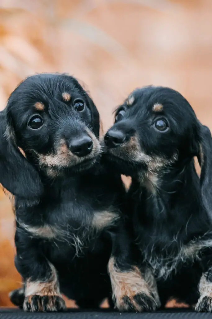 Two Long Haired Dachshund Puppies