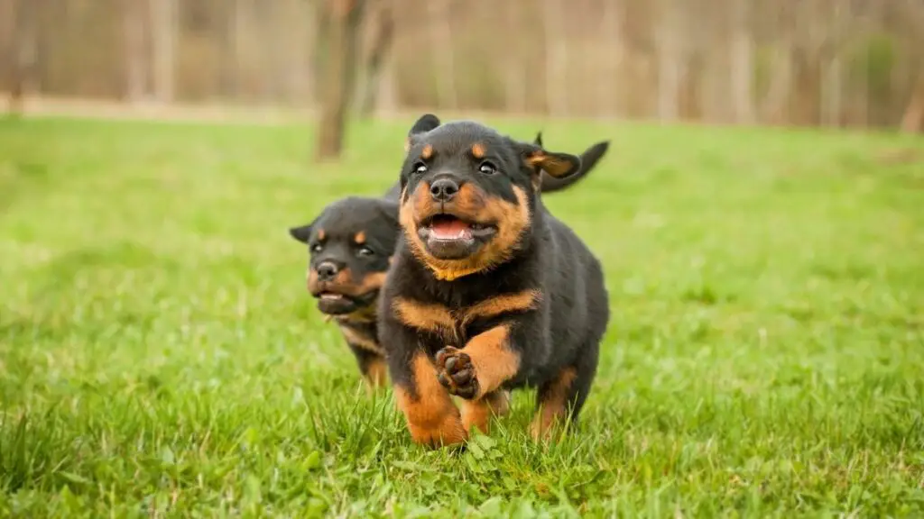 What Age Can a Rottweiler Start Running