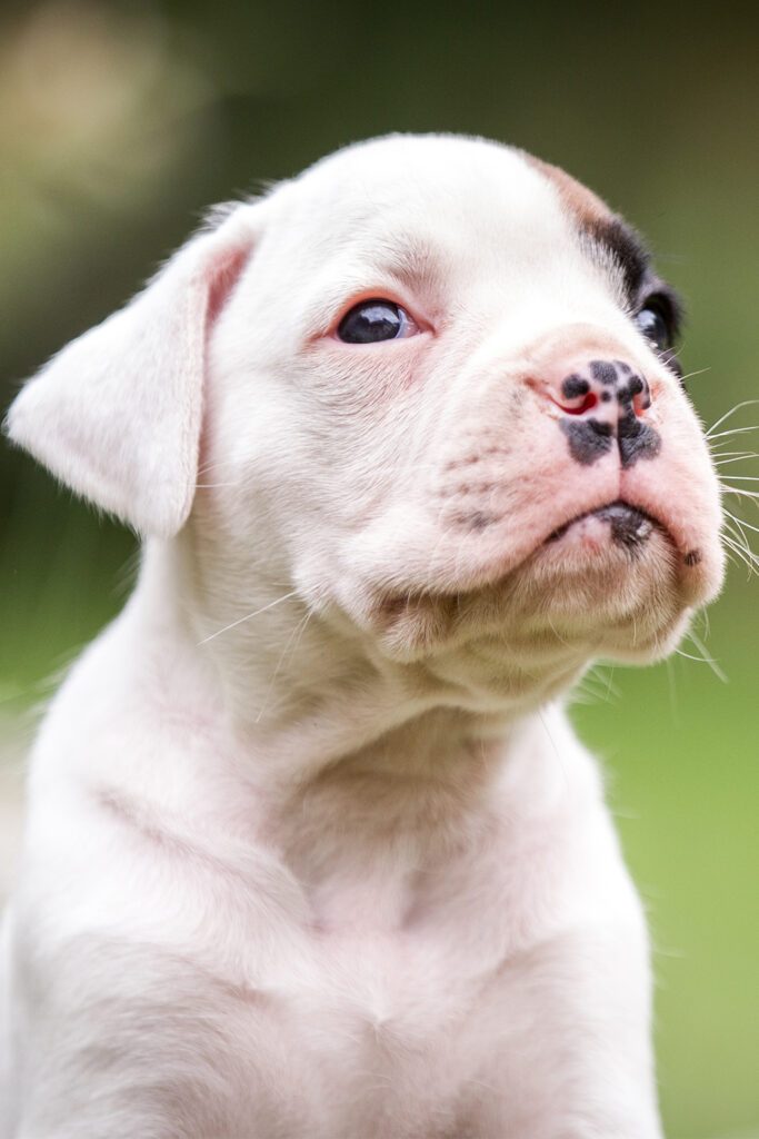 White Boxer Puppies