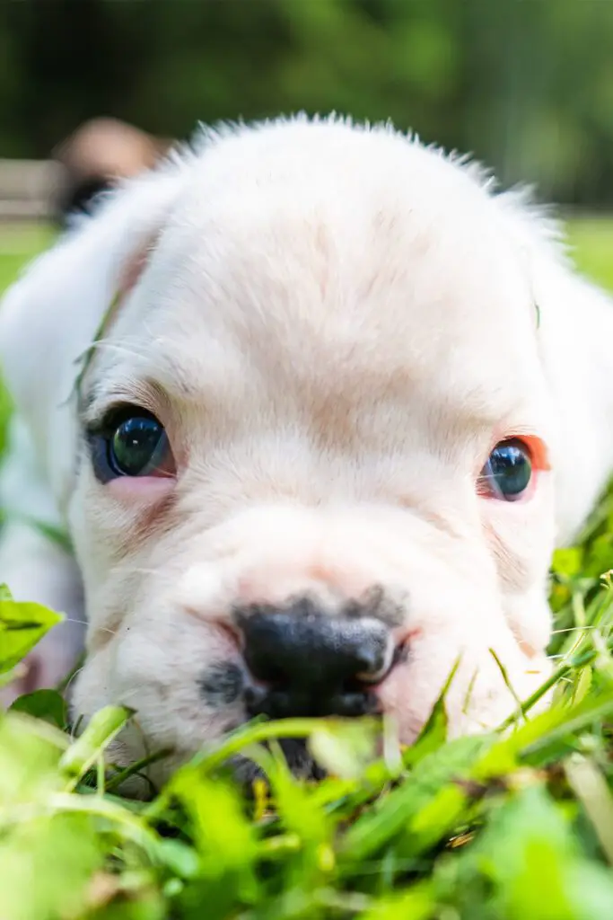 White Boxer Puppy