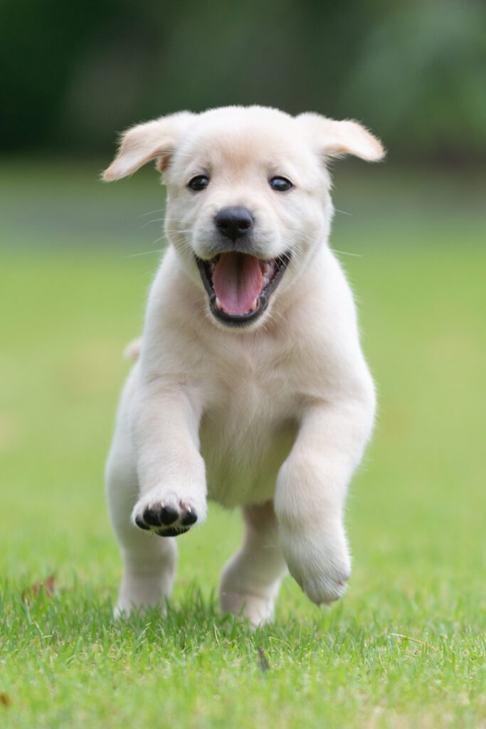 White English Cream Golden Retriever Puppy Smiling