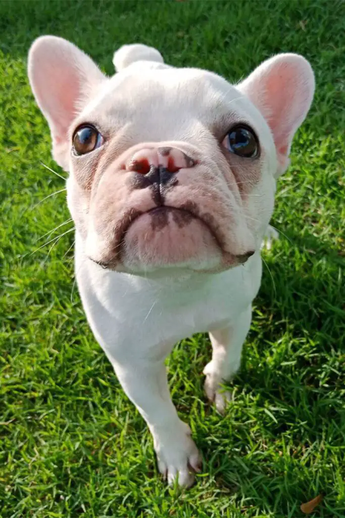 White French Bulldog Puppies