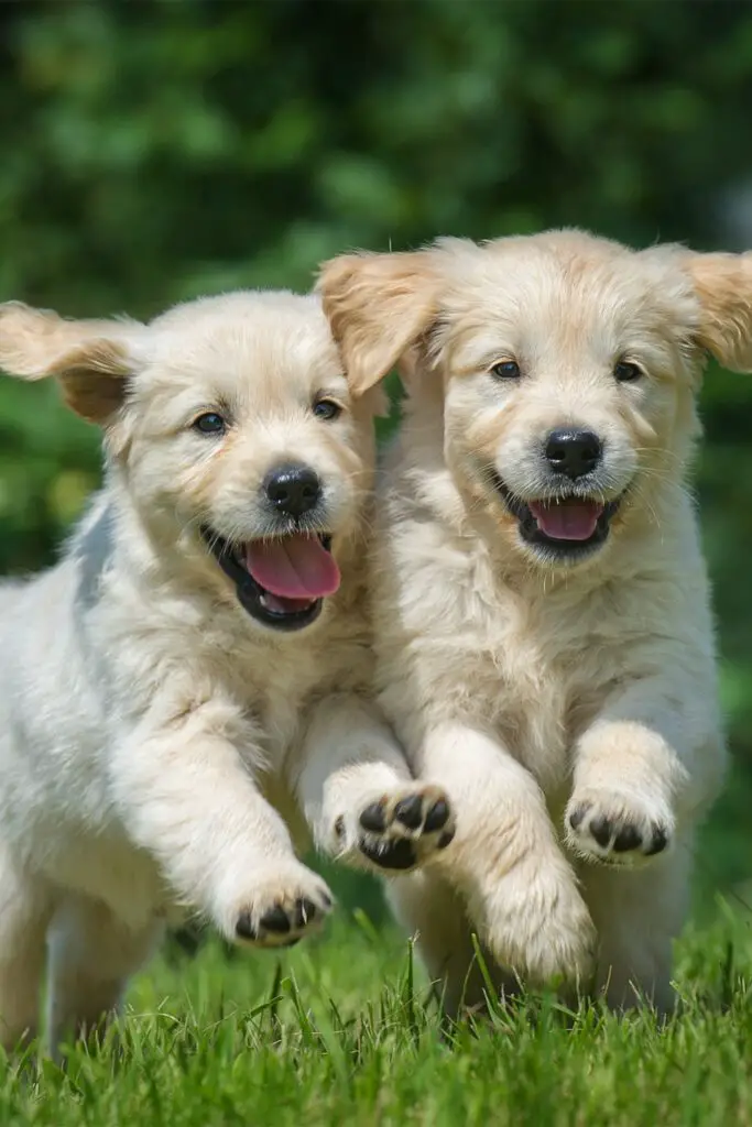 White Golden Retriever Puppy