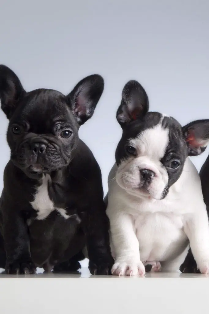 White and Black French Bulldogs