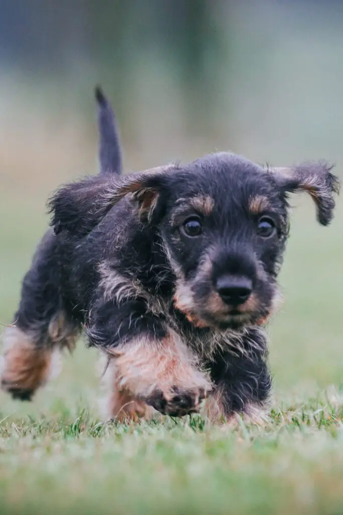 Wirehaired Dachshund Puppy