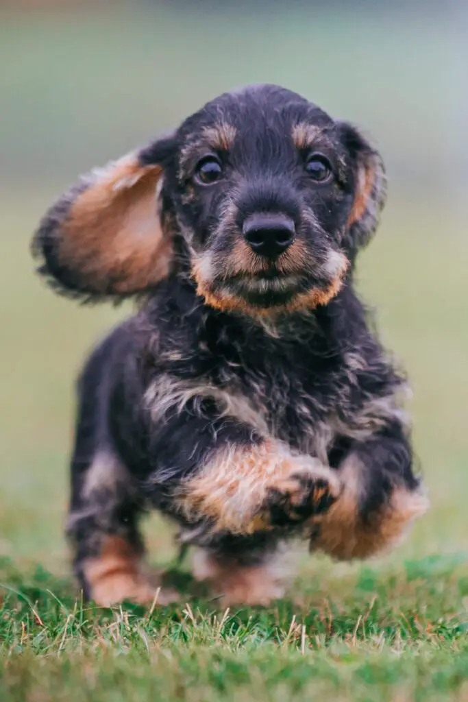 Wirehaired Dachshund Puppy Running