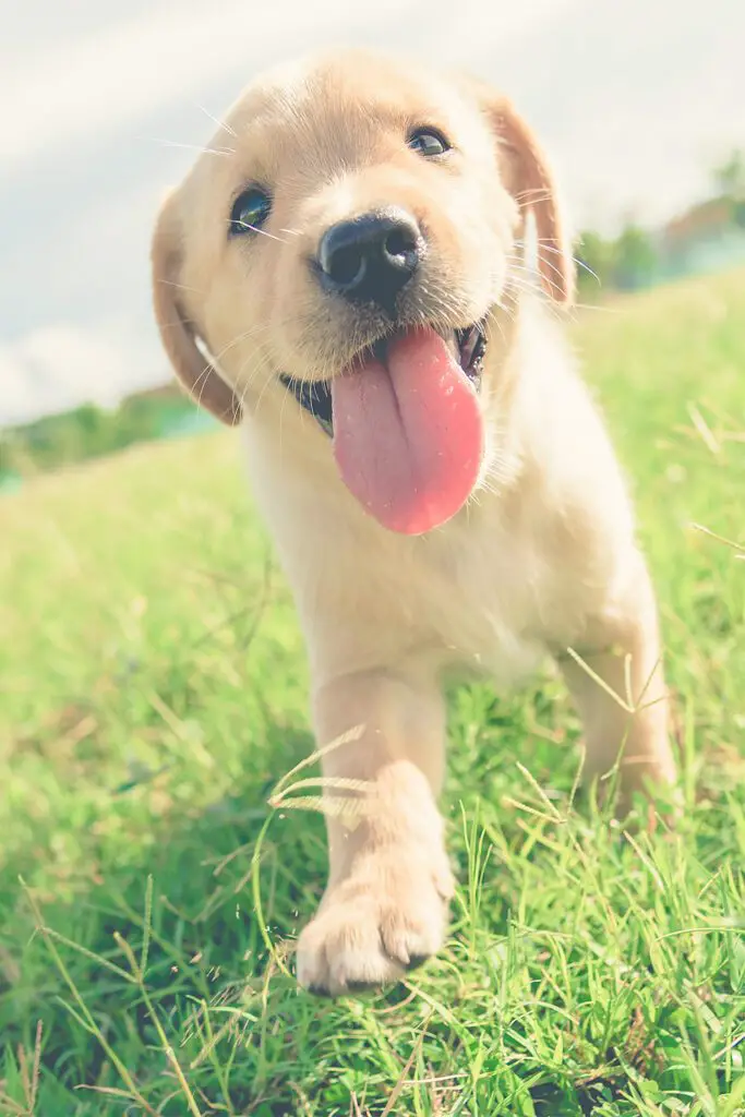 Yellow Labrador Puppy