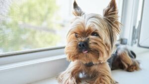 Yorkshire Terrier