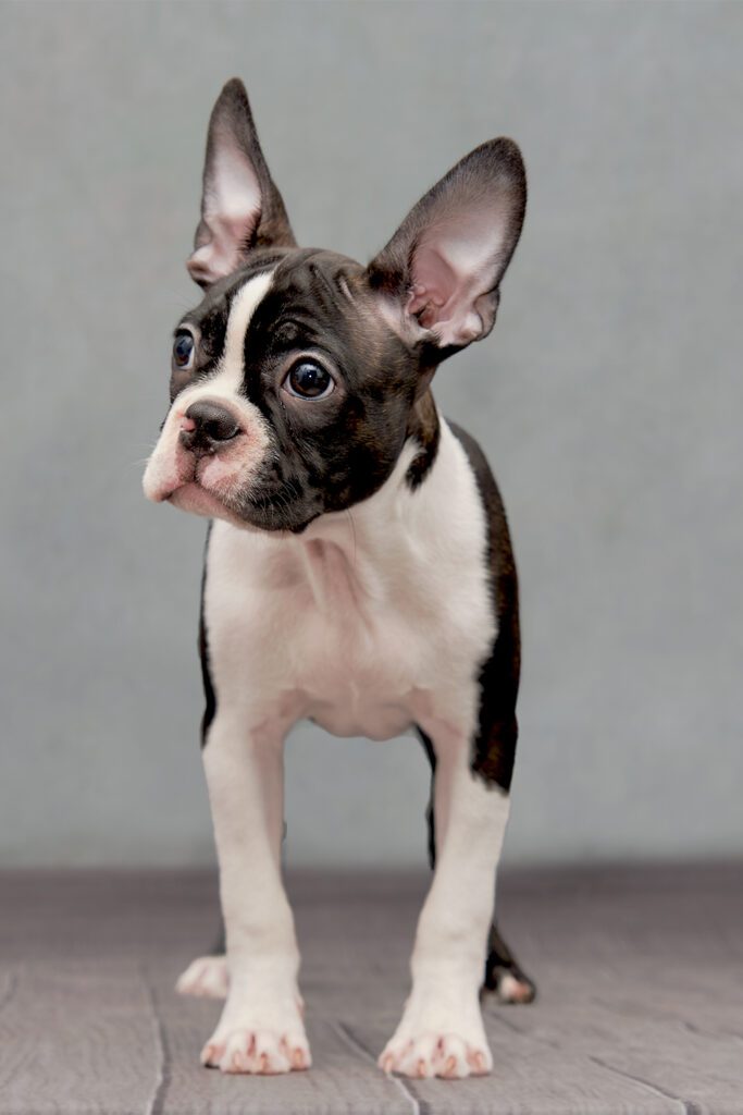 Young Boston Terrier Puppy