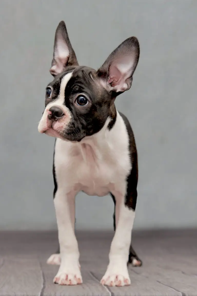 Boston Terrier Puppies (24 of the Cutest Pups) - Talk to Dogs