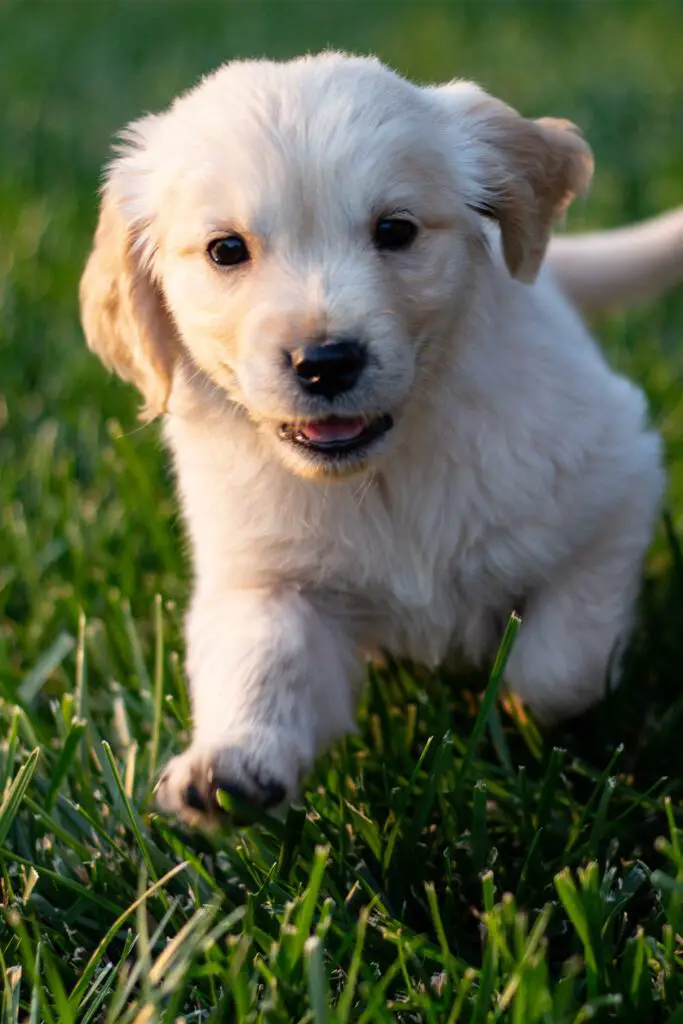 Young Golden Retriever Puppy