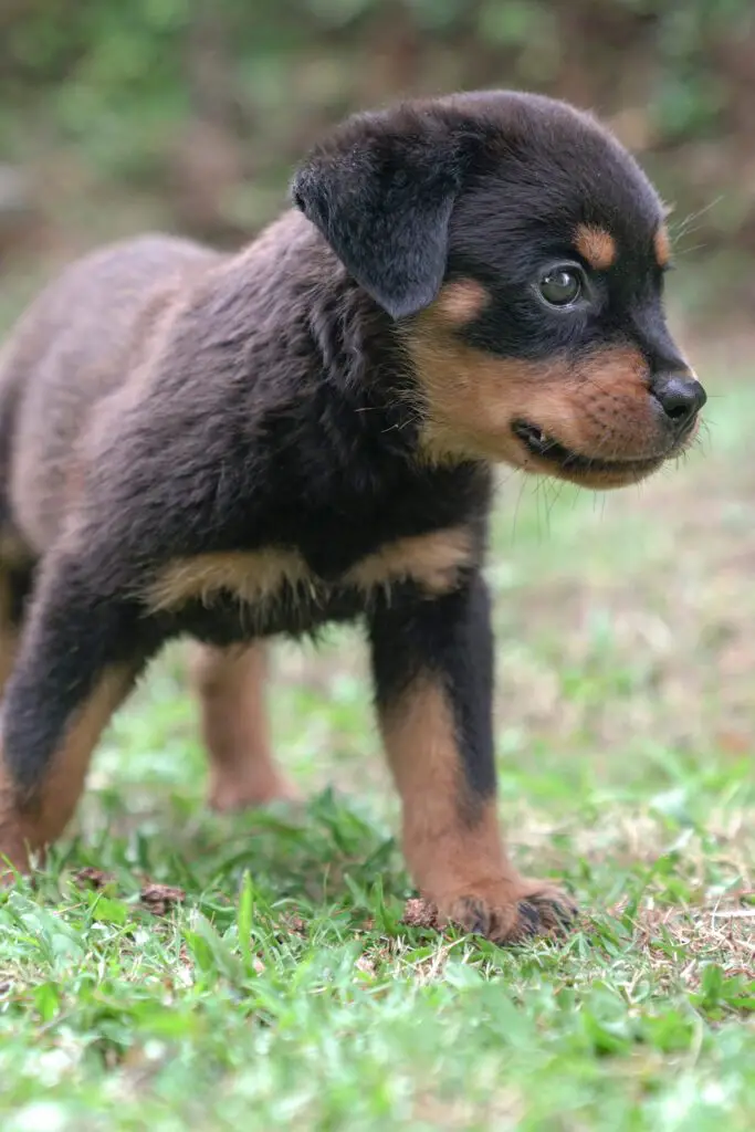 Young Rottweiler Pup