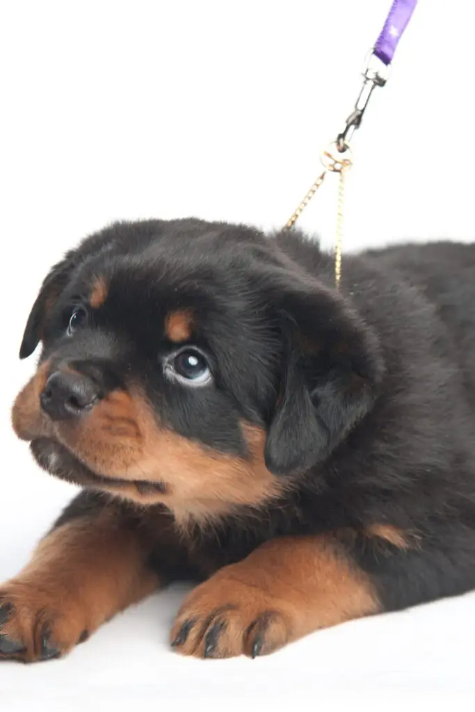 Young Rottweiler Puppy