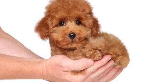 25 Poodle Puppies