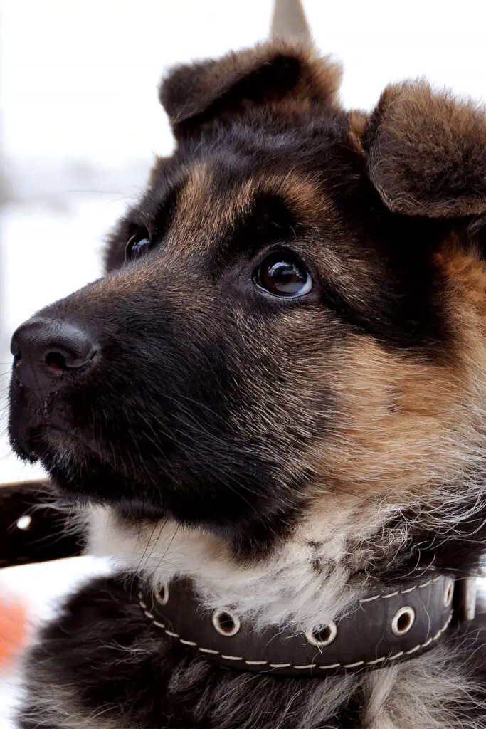 8 Week Old German Shepherd Puppies