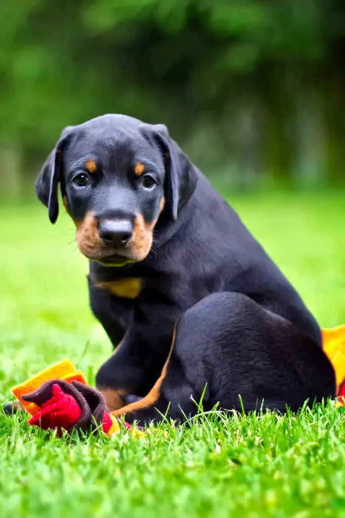 Adorable Domerman Pinscher Puppy