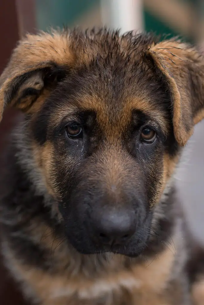 Adorable German Shepherd