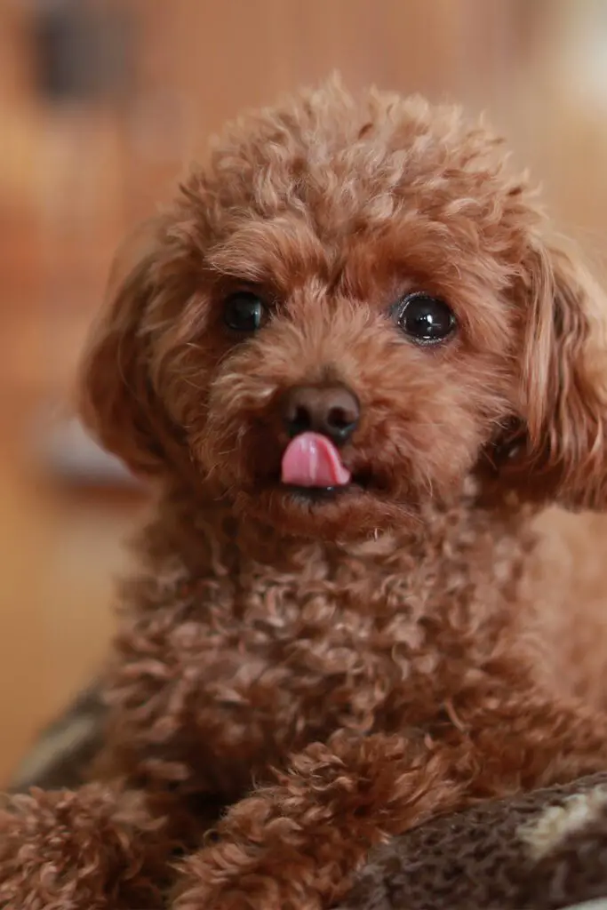 Adorable Poodle Pup