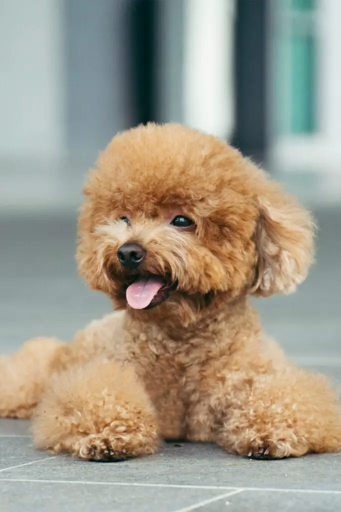 Apricot Poodle Puppy Grooming