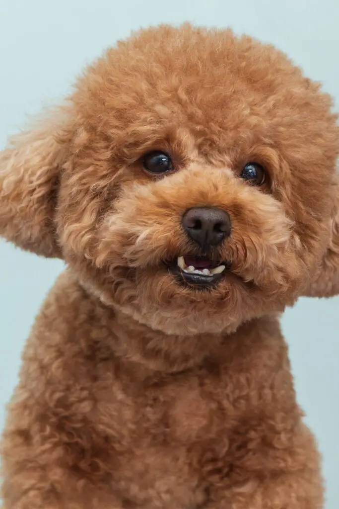 Apricot Poodle Puppy Haircut