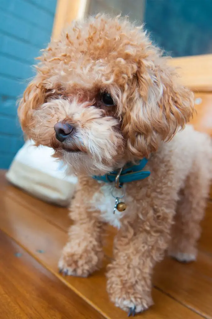 Apricot Toy Poodle Puppy