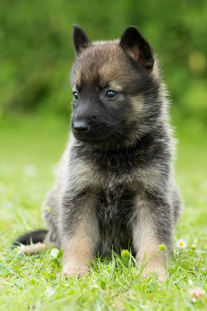 Baby German Shepherds Puppies